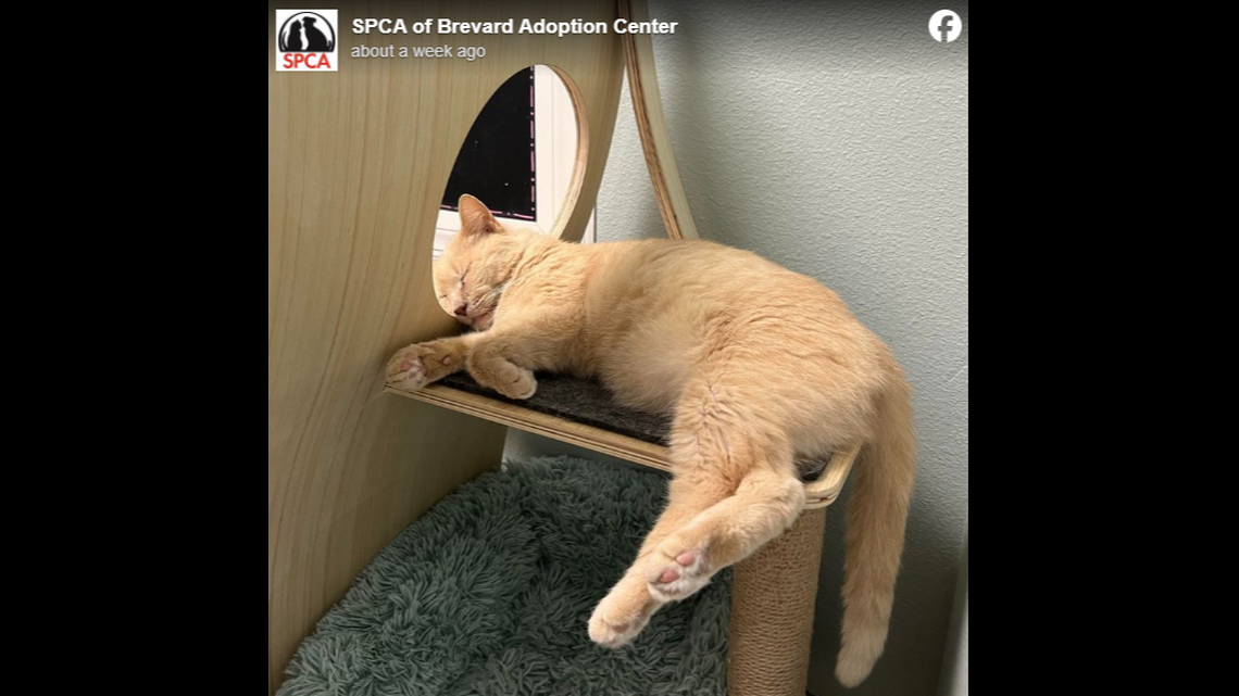 The cat appeared on the owner’s Facebook feed after a friend liked the shelter’s post, the Florida organization said.