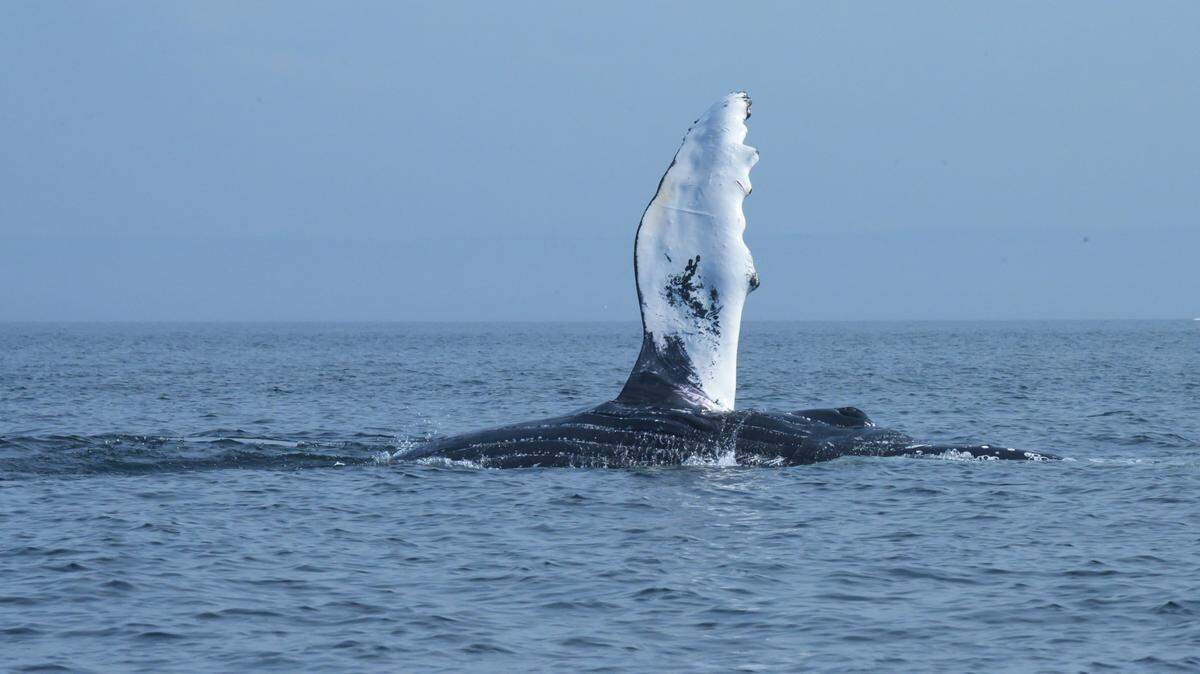 Humpback whales seem playful to humans, but they are clever and ruthless predators to schooling fish in the North Atlantic.