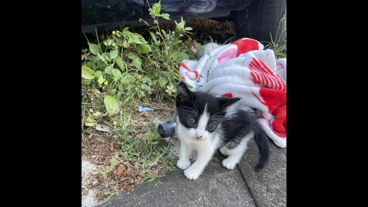A woman was reunited with her kitten that was stolen during a robbery in southwest Florida, police said.