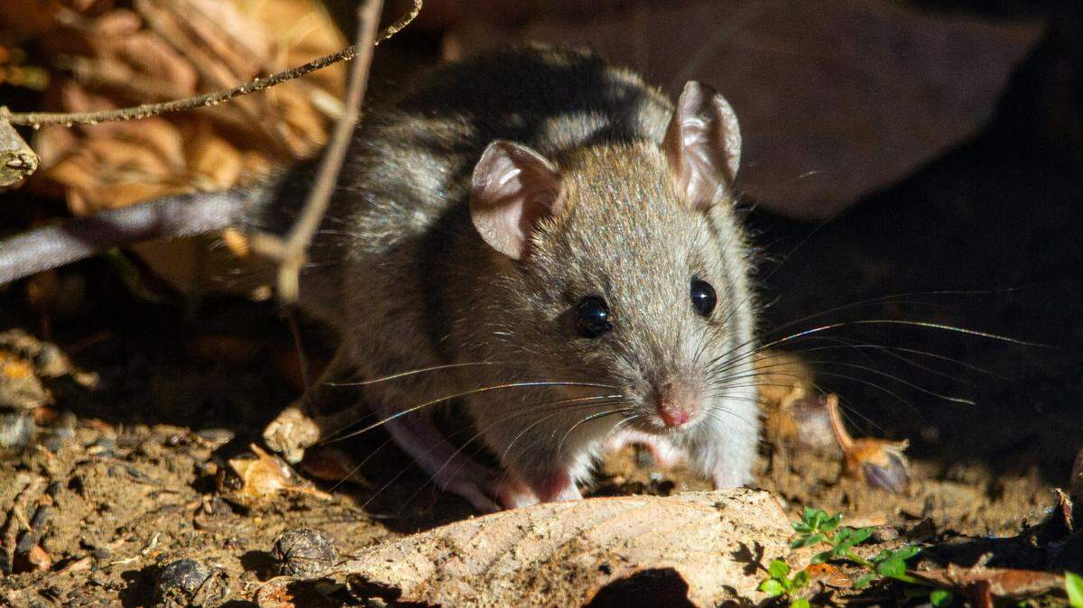 New York City will host its first-ever rat summit in which experts from around the country will gather to share best practices for rodent mitigation.
