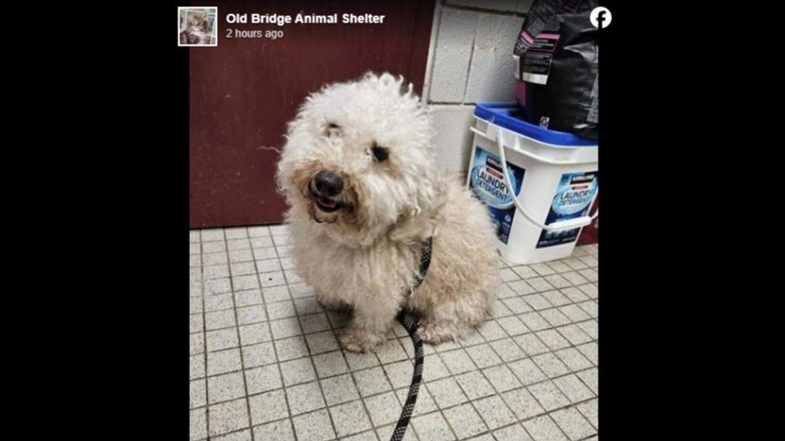 A 2-year-old dog is being cared for by an animal shelter after being found in a dumpster, the New Jersey rescue said.