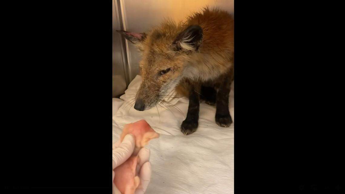 A sick fox that was stranded for days in the middle of an icy New Jersey bay is on the mend, video shows.