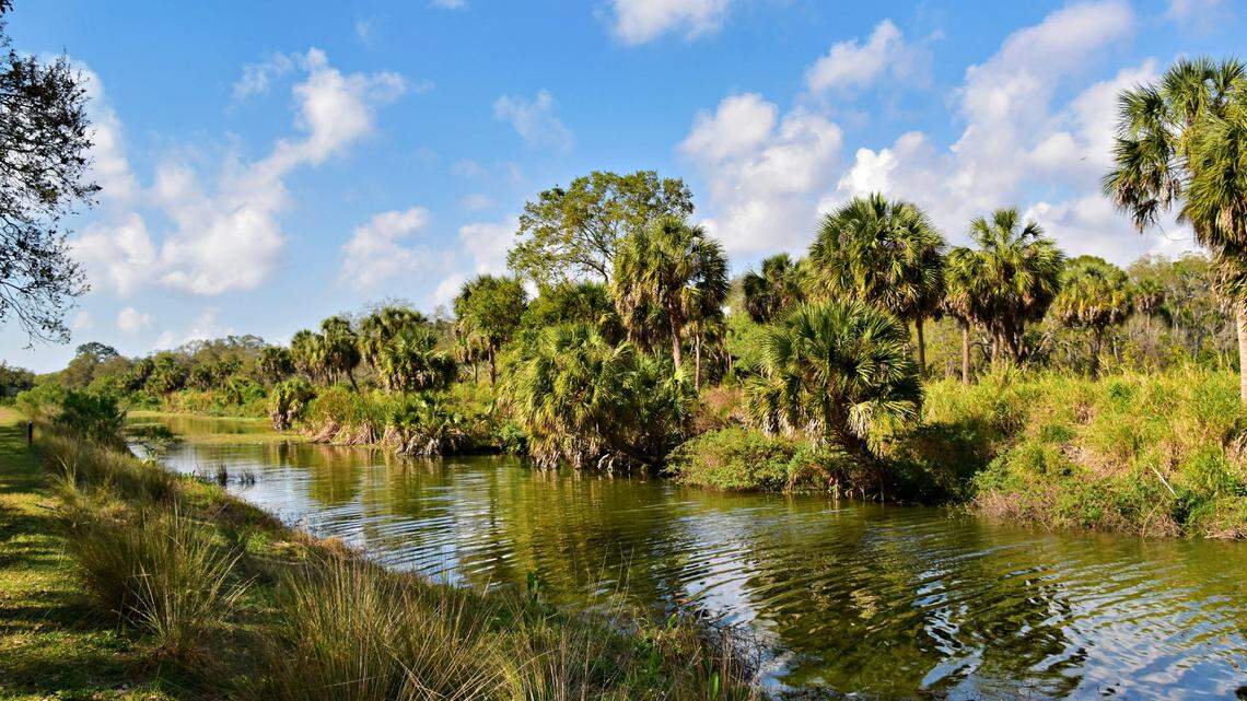 Vehicle strikes were responsible for the deaths of four Florida panthers in the first week of May in the southwest part of the state.