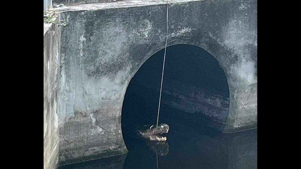 A man accused of tying up a 9-foot gator in Florida is now charged. He told news outlets he was trying to help.