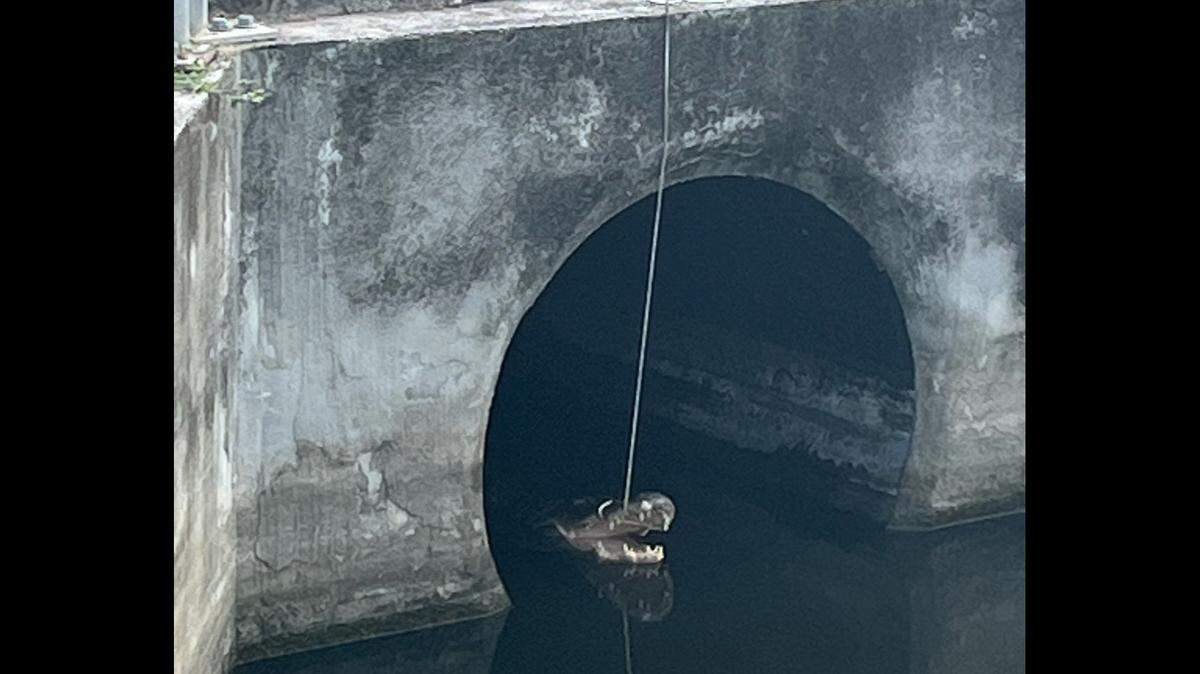 A man accused of tying up a 9-foot gator in Florida is now charged. He told news outlets he was trying to help.