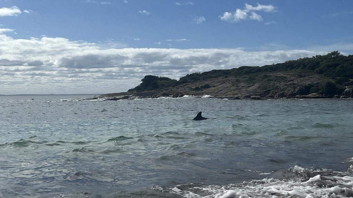 Rescuers rushed to save a group of false killer whales that stranded on a beach in Australia, photos show.