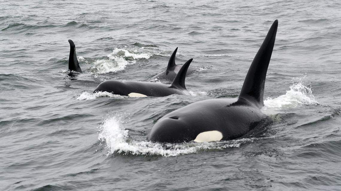 Drones flying along the coast of Norway captured footage of orcas hunting using a “highly coordinated” strategy involving the division of labor.