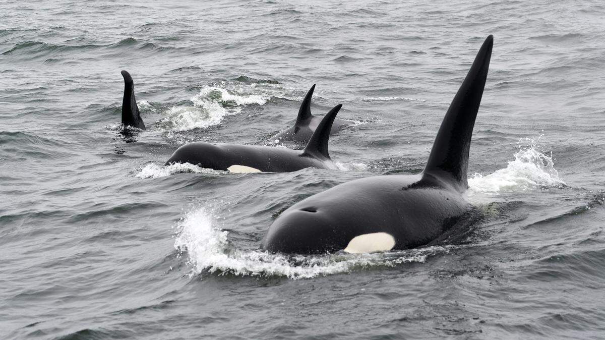 Drones flying along the coast of Norway captured footage of orcas hunting using a “highly coordinated” strategy involving the division of labor.