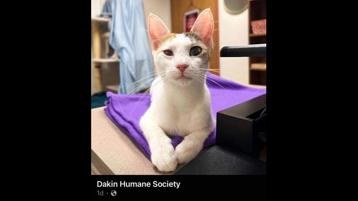 A cat that was likely hit by a car made a quick turnaround after her injuries were treated in Massachusetts.