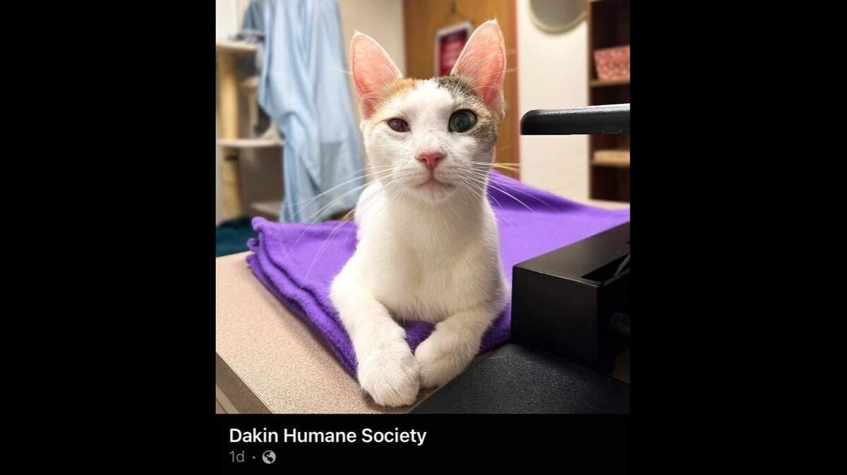 A cat that was likely hit by a car made a quick turnaround after her injuries were treated in Massachusetts.
