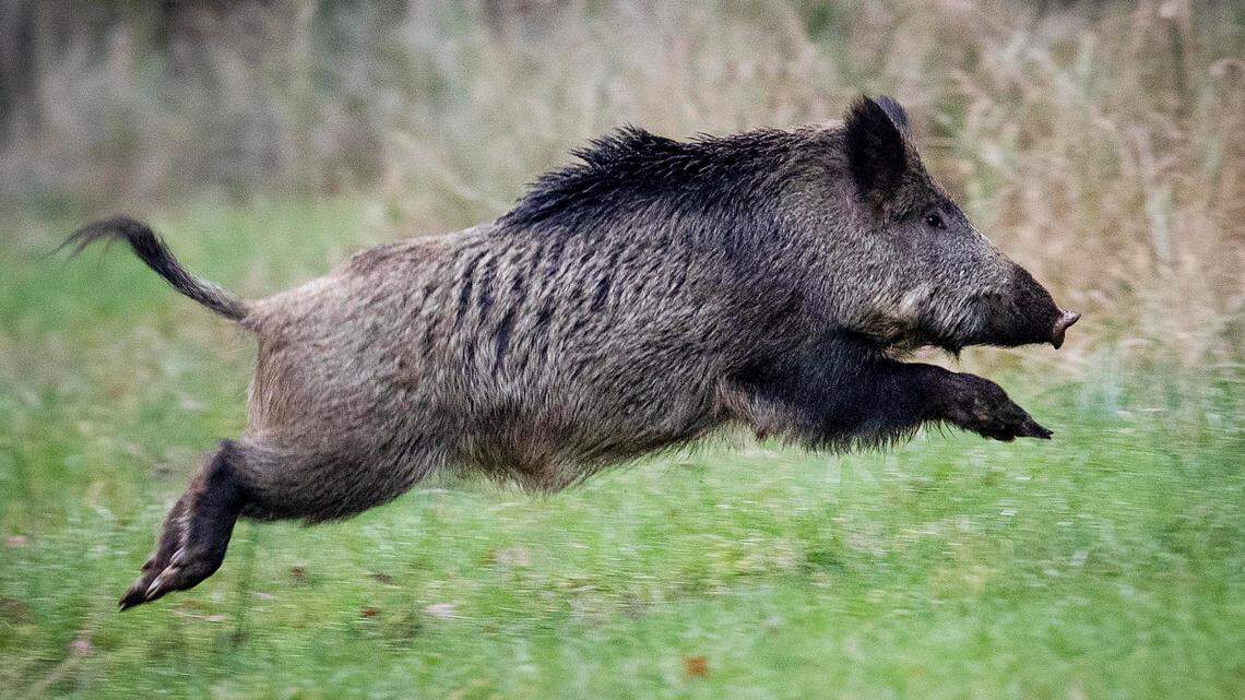 Nuclear weapons testing is partially to blame for the radioactive boar in Germany, according to a new study.