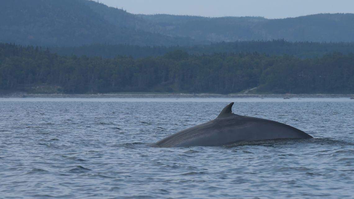 Large quantities of dog food in Finland were found to contain illegally imported whale meat, officials said.