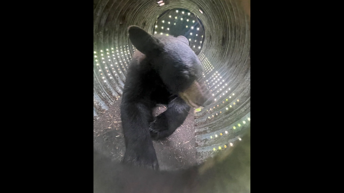 A black bear broke into St. Andrew’s Village in Indiana, Pennsylvania.