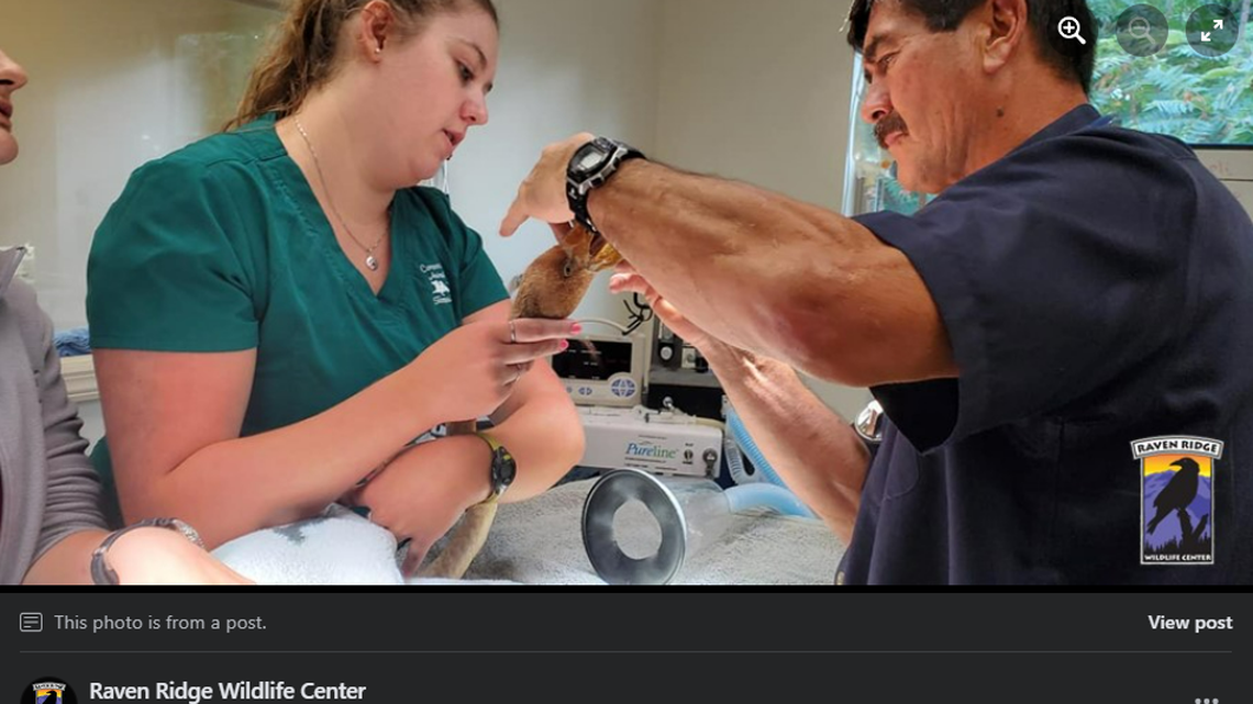 A flamingo is treated after being attacked by a snapping turtle.