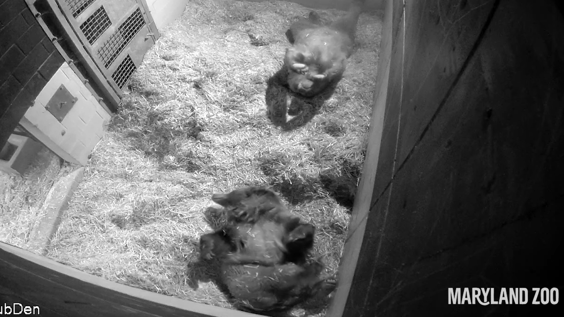 The two sisters were brought to the zoo in 2017 after losing their mother in Montana, the Maryland zoo said.