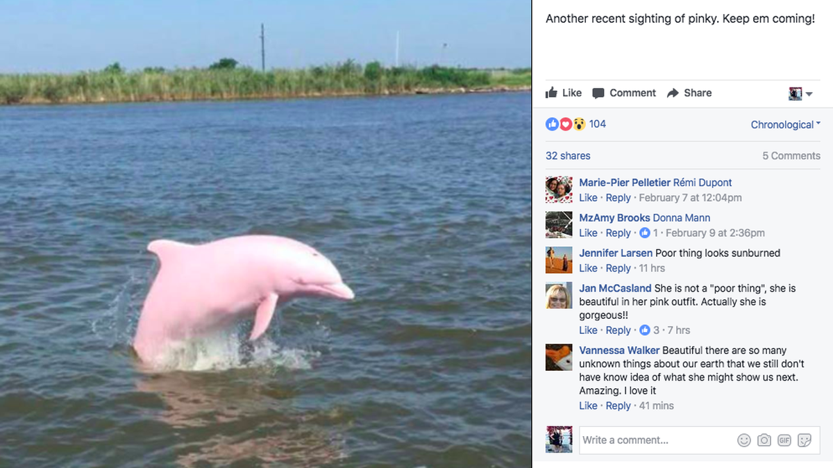 Pinky the Dolphin, an infamous and rare dolphin off the coast of Louisiana, made another appearance on Saturday.