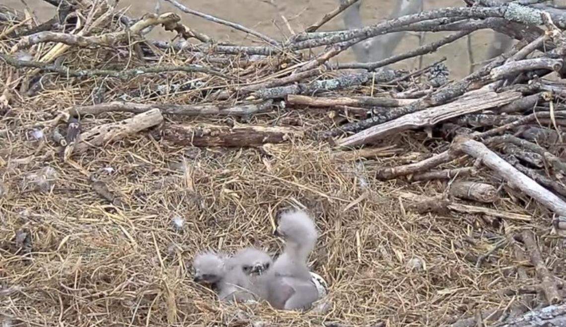 The eagle parents took turns keeping their chicks warm and feeding them in West Virginia.