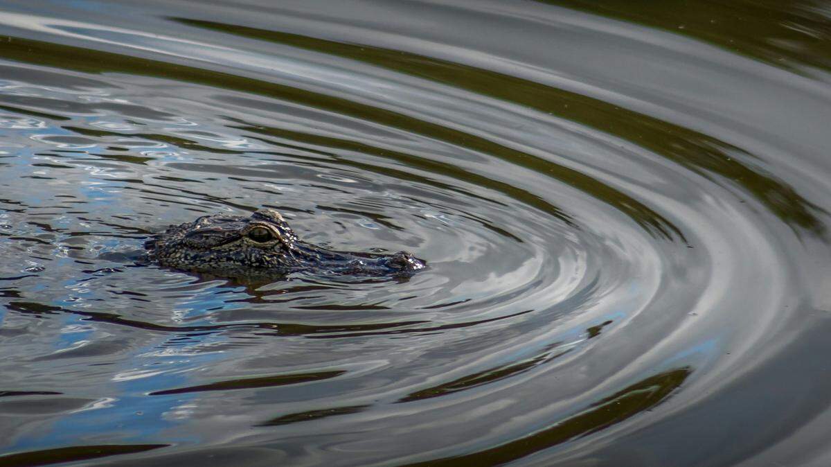 A woman paddling in a Florida canal was bitten on her arm by an alligator (not the one pictured), officials said.