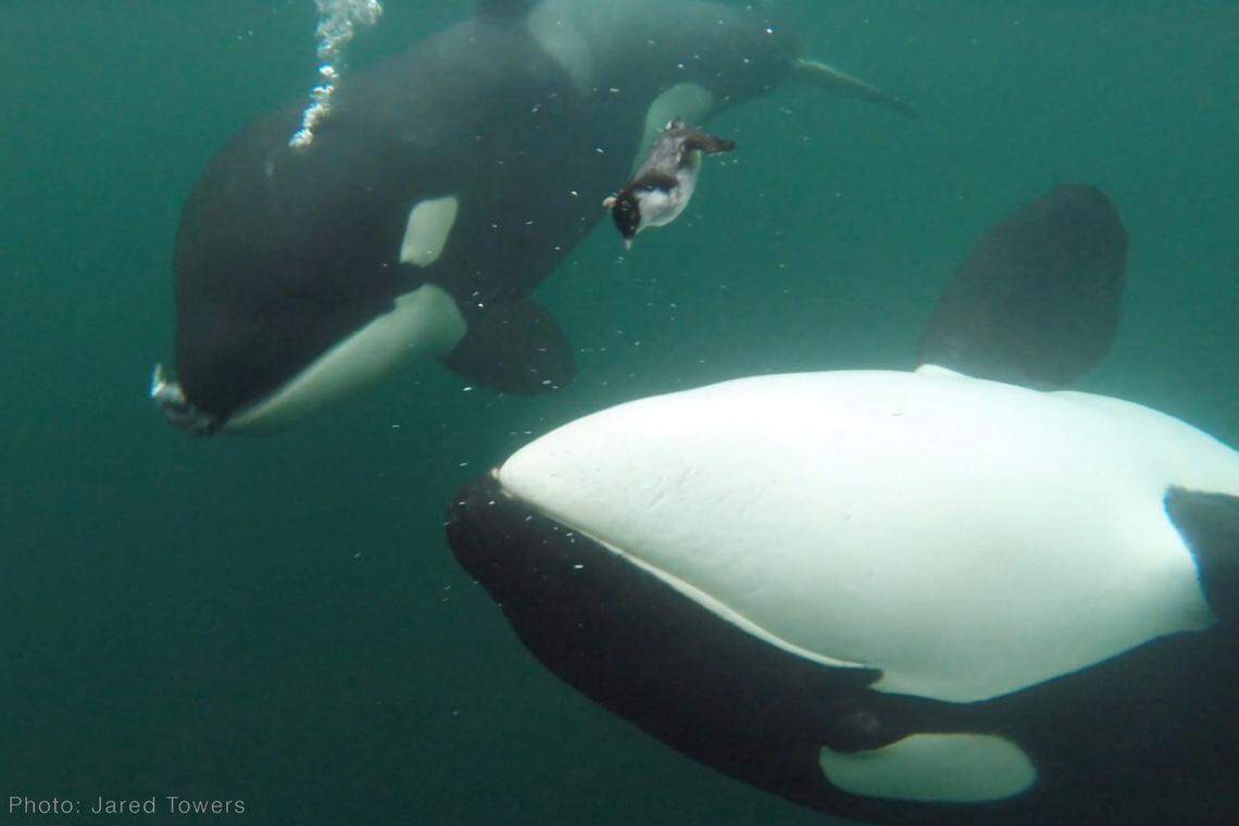 Orcas delivered a variety of species of prey to humans, including a stingray, a green turtle, a sea otter and a harbor seal, researchers said.