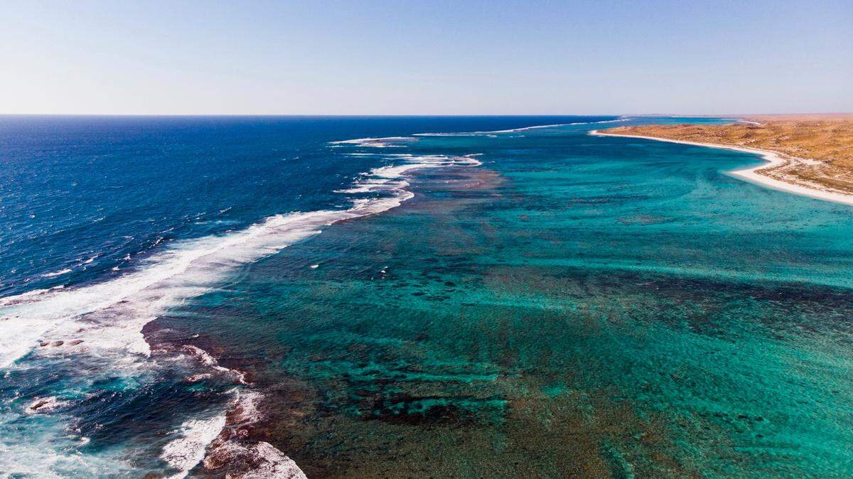 The scarred humpback was spotted off the coast of Eden in New South Wales, witnesses said.