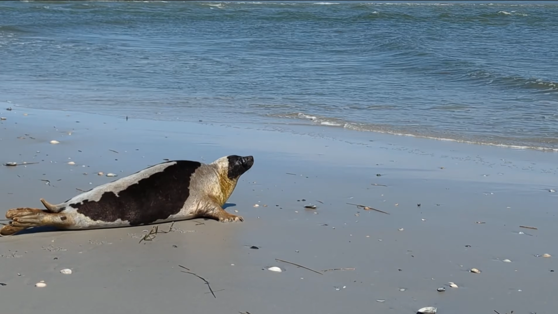 The rescued and rehabilitated harp seal looks at the ocean after being released back into the wild April 8.