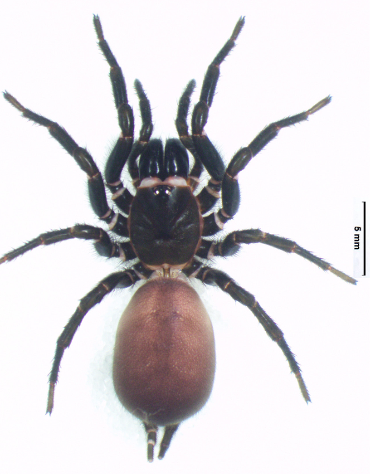 Macrothele auriculata