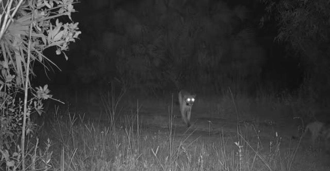 FP266 had been captured on camera in CREW before, but now she’s bringing her two kittens with her.