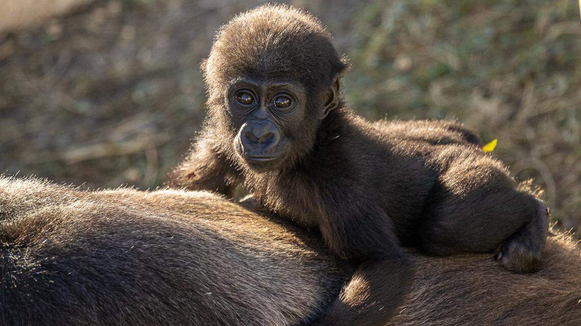 Born in 2021, Kevin was known for being rambunctious and playful.