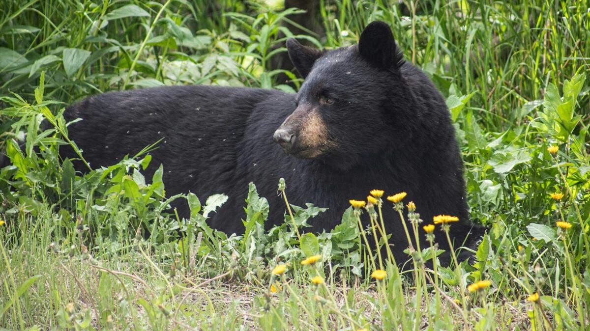 Park officials have tips on how to keep bears from becoming food-conditioned.