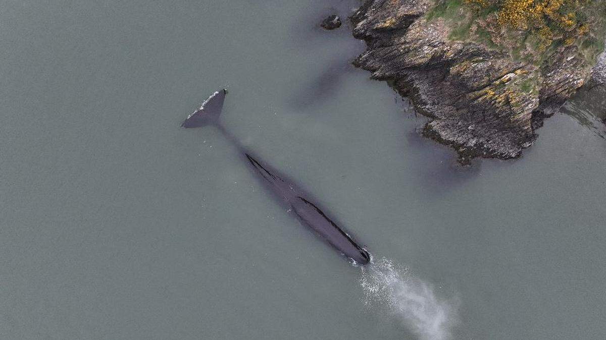 in a “rare” sighting, a sperm whale was observed swimming into the mouth of a river in Ireland. Just a few dozen sperm whale sightings have been made off the coast of Ireland since 1990, according to the Irish Whale and Dolphin Group.