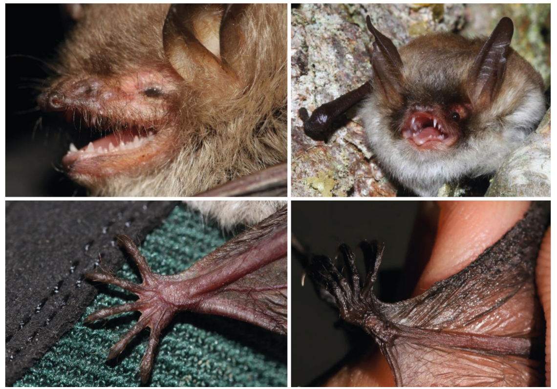 The newfound species, Myptis nustrale, pictured on the left.