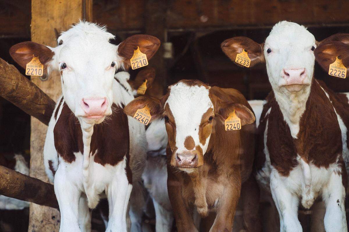 The bacteria, commonly known as blackleg, is most commonly seen in cattle and goat infections, according to veterinary publications.