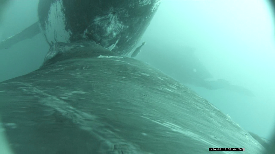 A humpback whale nursing. The image is taken from the calf’s perspective.