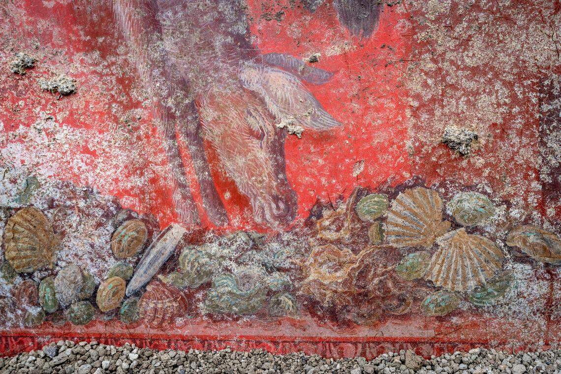 A pig depicted alongside a number of shells