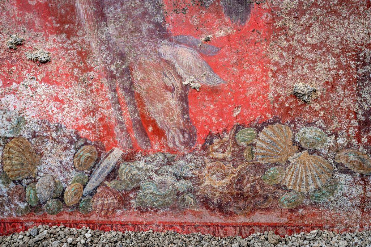 A pig depicted alongside a number of shells