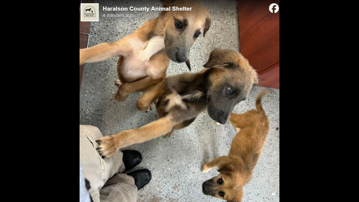 Three out of four German shepherd mix puppies that were abandoned in Georgia are still up for adoption, a shelter said July 25.