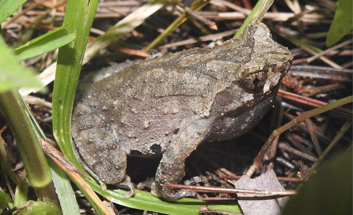 The frog specimens were found after researchers heard their calls from a roadside ditch, according to the study.
