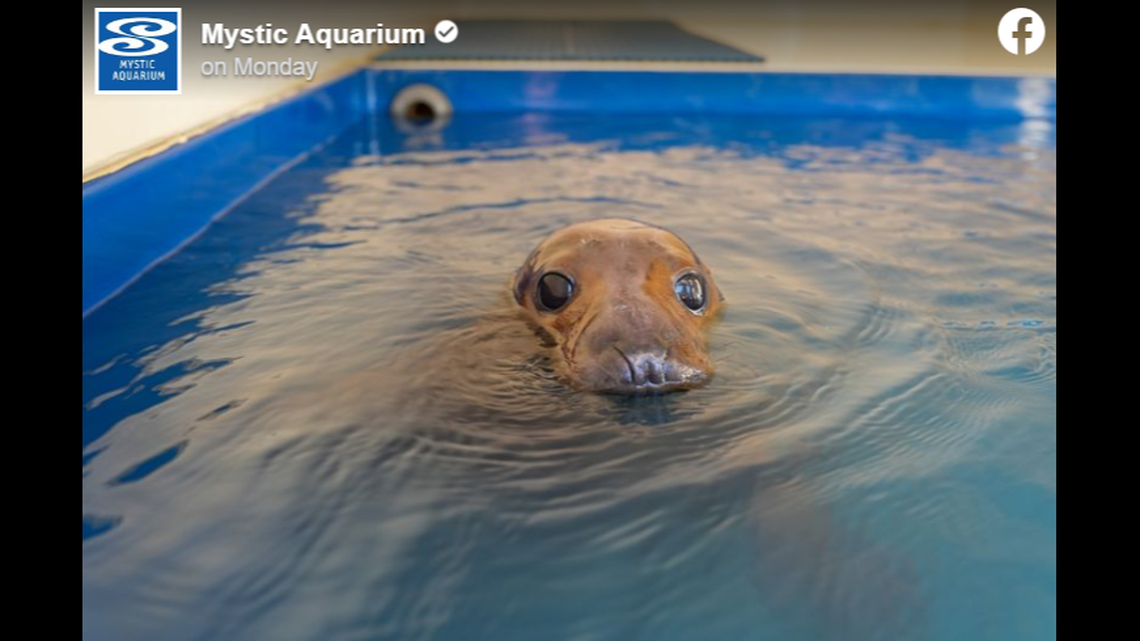 Cranberry the seal was released back into the wild five months after rescuers found her “sick and injured” off the coast of Rhode Island, Mystic Aquarium said.