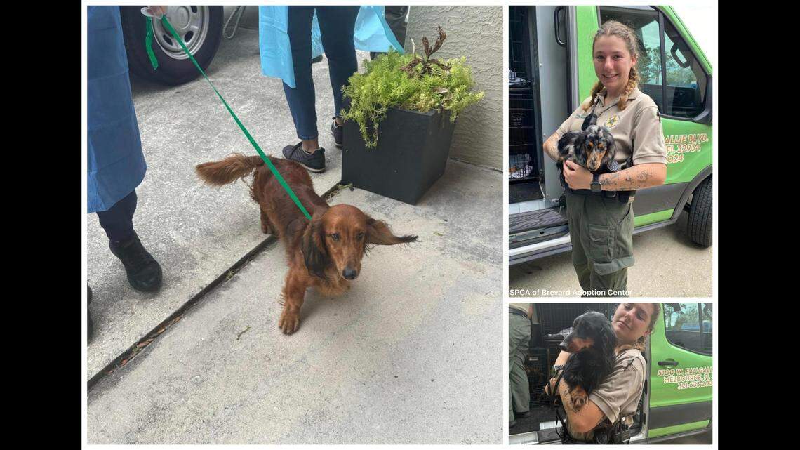 The SPCA of Brevard Adoption Center took in 13 dachshunds and four cats that were found at the home of a man who had recently died. Thirty-one animals in total were found at the home, the Florida shelter said.