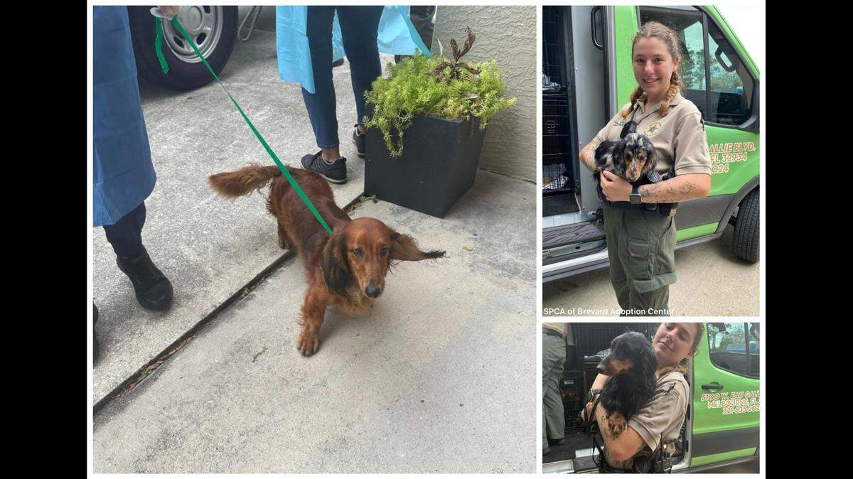 The SPCA of Brevard Adoption Center took in 13 dachshunds and four cats that were found at the home of a man who had recently died. Thirty-one animals in total were found at the home, the Florida shelter said.
