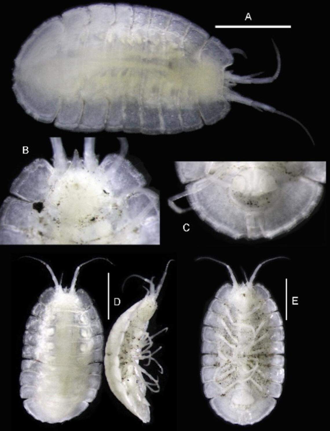 The eyeless creature was found in a volcanic environment on the ocean floor.