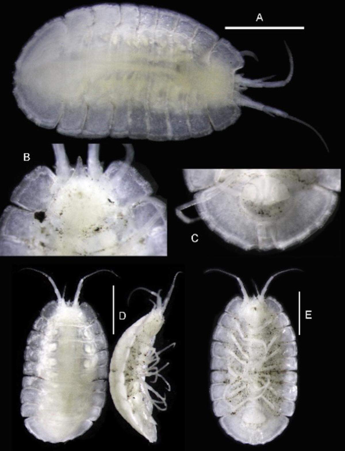 The eyeless creature was found in a volcanic environment on the ocean floor.