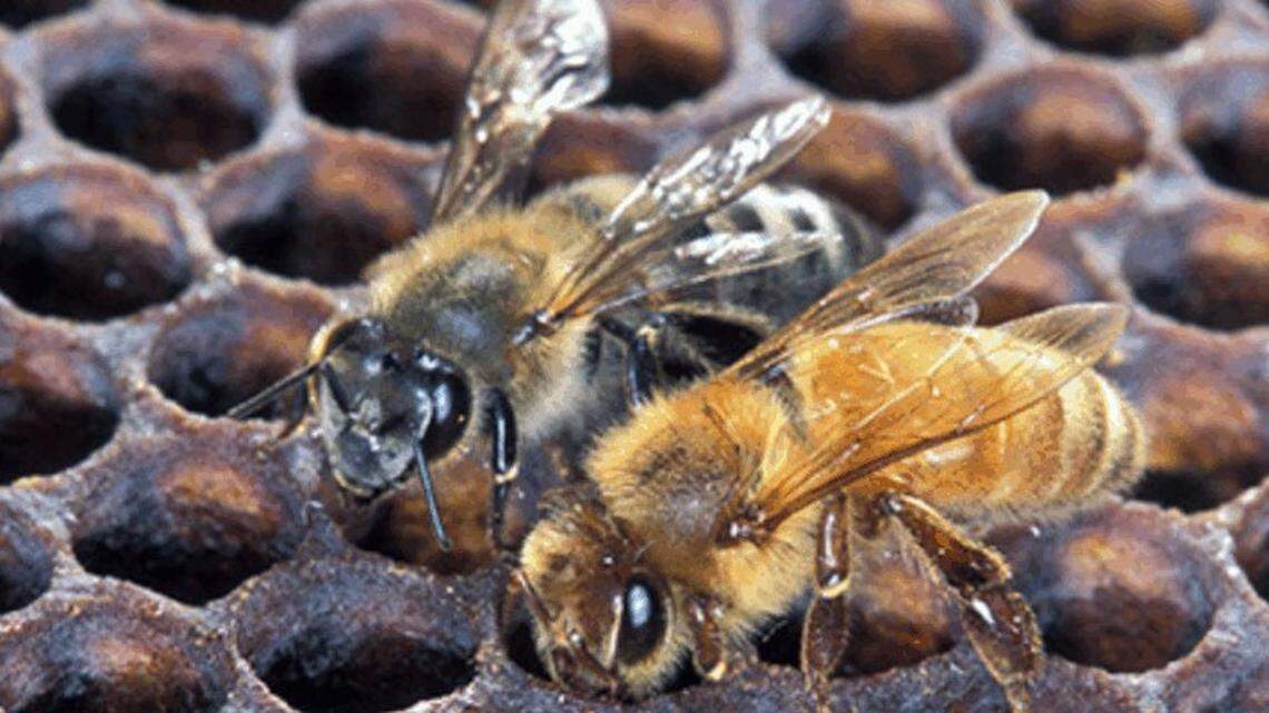 Beekeepers in Alabama reported finding Africanized honeybees, a more defensive type of honeybee, according to officials