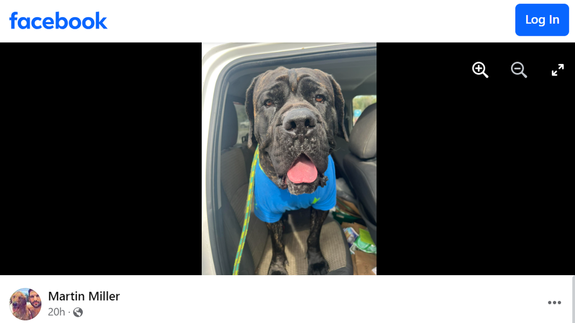 Bear the dog had a box stuck on his head for months until Alabama rescuers were able to free him and bring him into the shelter. Now, the man who snatched the box off Bear’s head has adopted him.