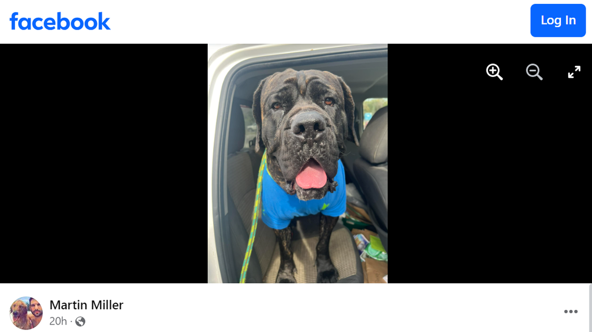 Bear the dog had a box stuck on his head for months until Alabama rescuers were able to free him and bring him into the shelter. Now, the man who snatched the box off Bear’s head has adopted him.