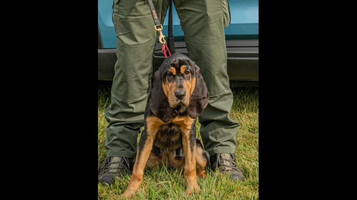 A bloodhound named Millie helped track down a missing 5-year-old girl, Maine officials said.