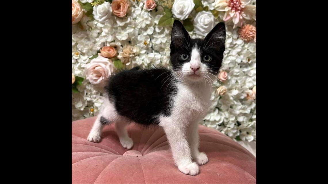 The kitten will be put up for adoption when “he’s old enough to find a loving home,” the rescue said.