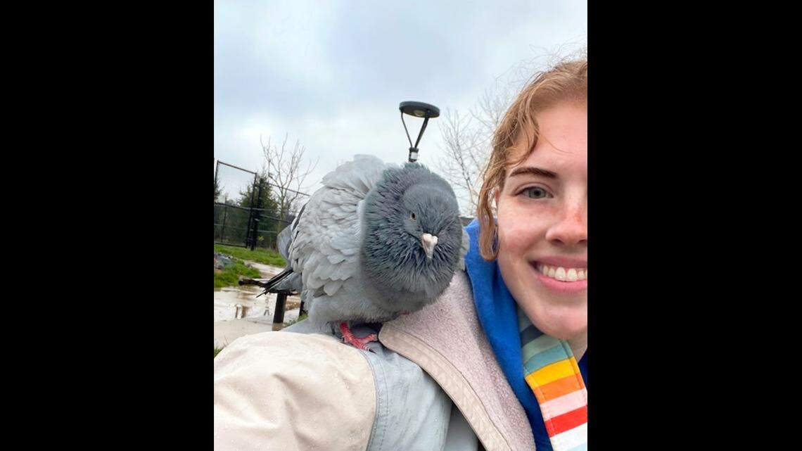 Valley the pigeon was hanging around staff members at a Maryland animal shelter for so long that they decided she needed to be paired with a human family. Now she has a home.