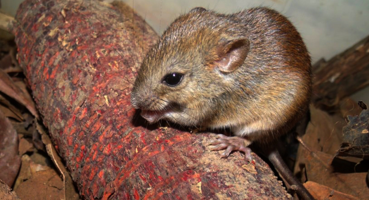 So far it’s only been found near the Amazon River, researchers said.
