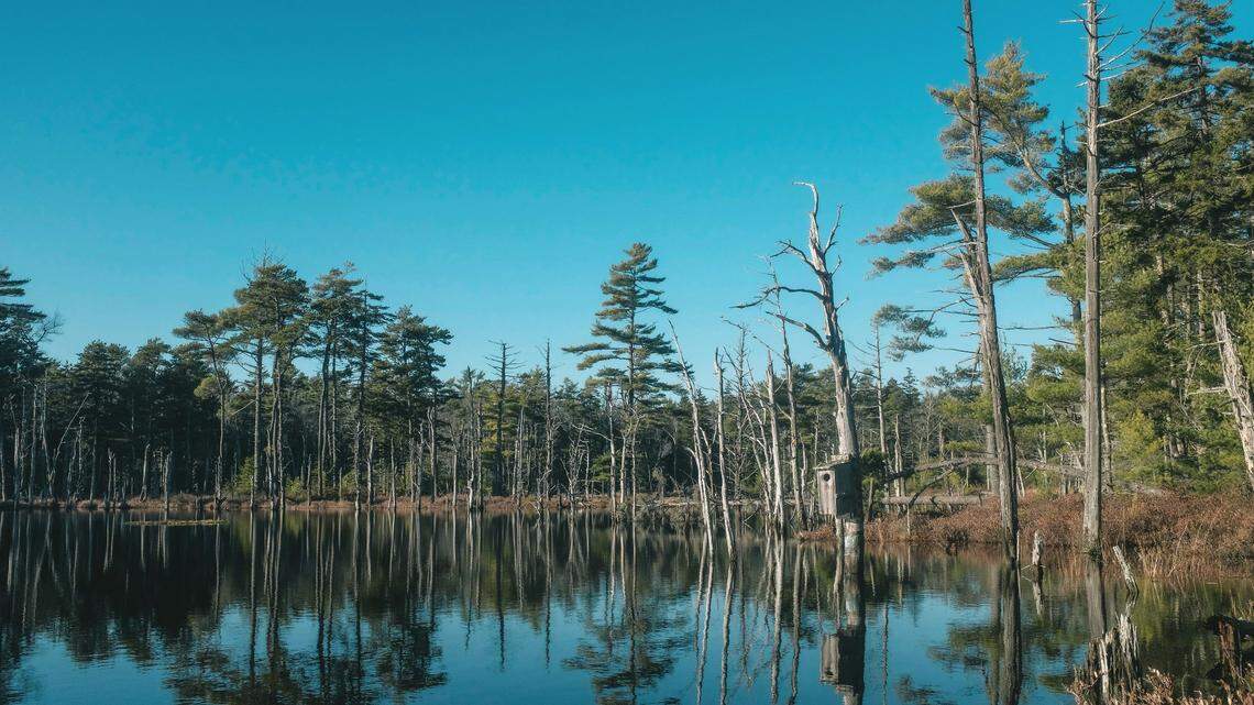 A rare bird was spotted in Maine, far from its home in Central and South America, possibly for the very first time.